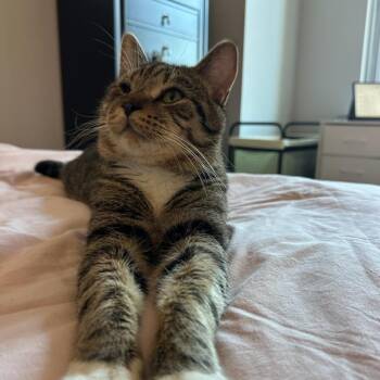 David Bowie -  Domestic Short Hair Cat for Adoption in Evanston, Illinois - David Bowie | PetCurious