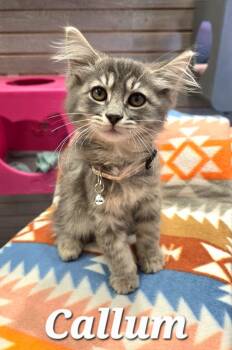 Callum -  Domestic Medium Hair Cat for Adoption in Sidney, Ohio - Callum | PetCurious
