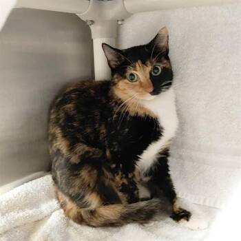 Domestic Short Hair Cats Available for Adoption - MARMEE | PetCurious