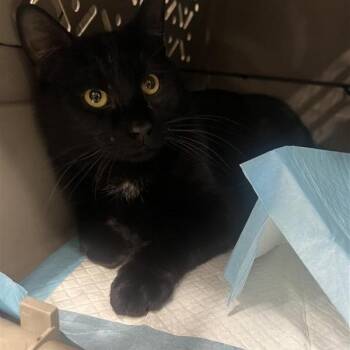 Domestic Short Hair Cats Available for Adoption in Salt Lake City, Utah - Brazil | PetCurious