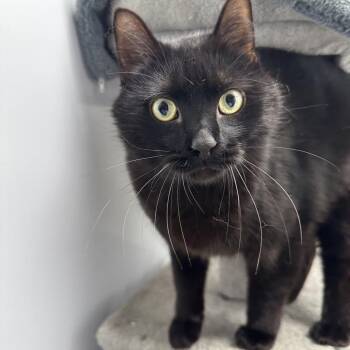Ilya -  Domestic Short Hair Cat Available for Adoption in Puslinch, Ontario - Ilya | PetCurious