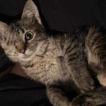 Eye Spy C12565 -  Domestic Medium Hair Cat for Adoption - Eye Spy C12565 | PetCurious