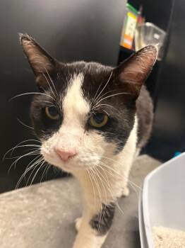 Tuxedo Cats Available for Adoption - Holstein | PetCurious