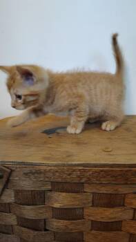 Gnocchi -  Tabby Cat for Adoption in Murray, Kentucky - Gnocchi | PetCurious