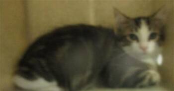 A478868 -  Domestic Short Hair Cat for Adoption in Oklahoma City, Oklahoma - A478868 | PetCurious
