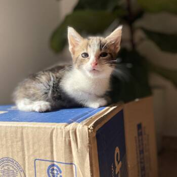 Domestic Short Hair Cats Available for Adoption in Tustin, California - Jetson | PetCurious