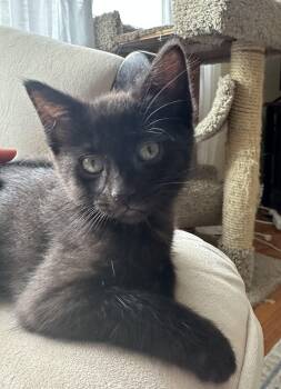 Seriphina -  Domestic Short Hair Cat for Adoption in Naugatuck, Connecticut - Seriphina | PetCurious