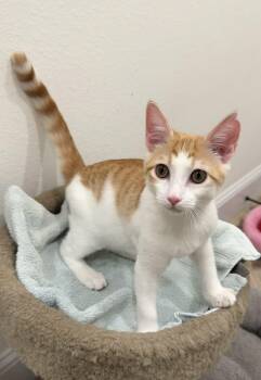 Pitten - Riley Fuzzel Petsmart -  Domestic Short Hair Cat for Adoption in Spring, Texas - Pitten - Riley Fuzzel Petsmart | PetCurious