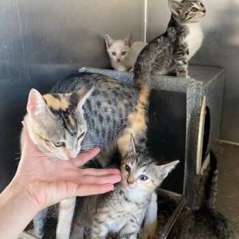 Snowflake -  Domestic Short Hair Cat for Adoption in West Palm Beach, Florida - Snowflake | PetCurious