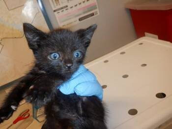 SODA POP -  Domestic Short Hair Cat for Adoption in San Jose, California - SODA POP | PetCurious