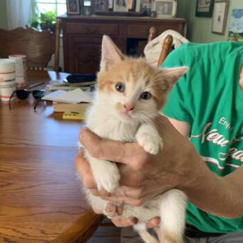 Peanut Shumway -  Domestic Short Hair Cat for Adoption in Woodstock, Virginia - Peanut Shumway | PetCurious