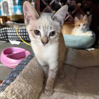 Diana -  Domestic Short Hair Cat for Adoption in Los Angeles, California - Diana | PetCurious