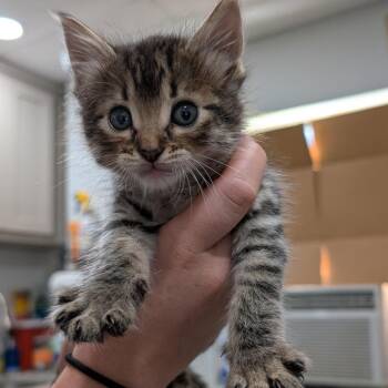Gouda -  Domestic Short Hair Cat for Adoption in Buchanan Dam, Texas - Gouda | PetCurious