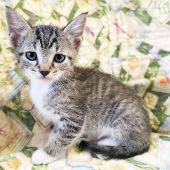 Pringle -  Domestic Short Hair Cat for Adoption in Mt. Juliet, Tennessee - Pringle | PetCurious