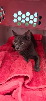Scarlet -  Russian Blue Cat for Adoption in Mobile, Alabama - Scarlet | PetCurious