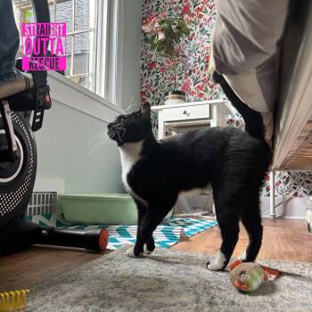 Rescue Domestic Short Hair Cats for Adoption in Vancouver, British Columbia - Clifton | PetCurious