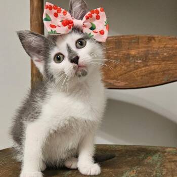 Fawn -  Domestic Short Hair Cat for Adoption in New Albany, Ohio - Fawn | PetCurious