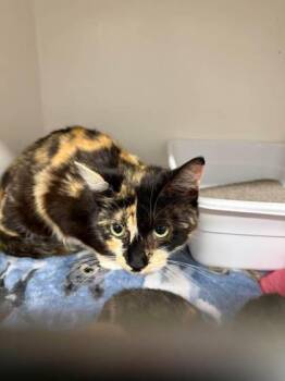 Matilda -  Domestic Short Hair Cat for Adoption in Leitchfield, Kentucky - Matilda | PetCurious