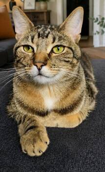 BARNEY STINSON (Bonded w/ Marshall) -  Domestic Short Hair Cat for Adoption in Elgin, Illinois - BARNEY STINSON (Bonded W/ Marshall) | PetCurious