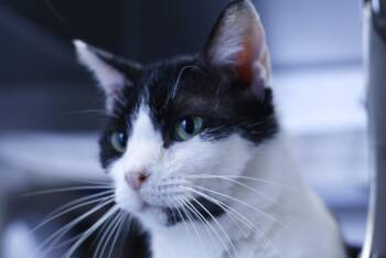 Miss Daisy -  Domestic Short Hair Cat for Adoption in Lancaster, Pennsylvania - Miss Daisy | PetCurious