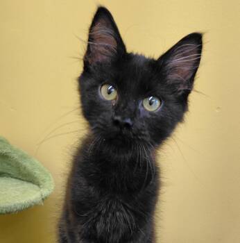 Espresso -  Domestic Long Hair Cat for Adoption in Eugene, Oregon - Espresso | PetCurious