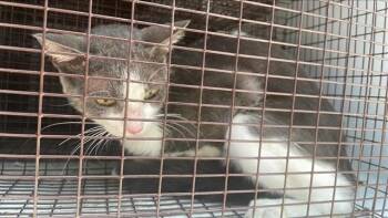 A657595 -  Domestic Short Hair Cat for Adoption in Houston, Texas - A657595 | PetCurious