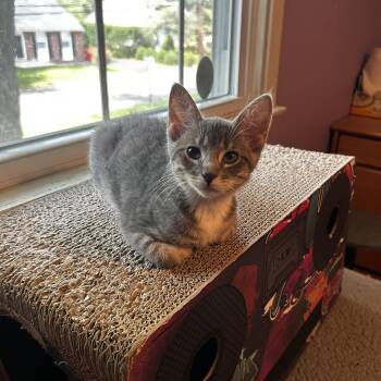 Magnolia -  Domestic Short Hair Cat for Adoption in Warrington, Pennsylvania - Magnolia | PetCurious