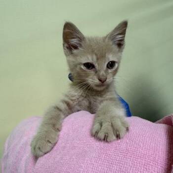 Immunity Idol -  Domestic Short Hair Cat for Adoption in Richmond, Virginia - Immunity Idol | PetCurious