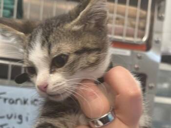 JOHNNY -  Domestic Short Hair Cat for Adoption in Palo Alto, California - JOHNNY | PetCurious
