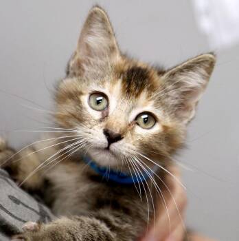 Rigley (AO36555) -  Domestic Short Hair Cat for Adoption in Kansas City, Kansas - Rigley (AO36555) | PetCurious