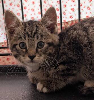 JBird -  Tabby Cat for Adoption in Ypsilanti, Michigan - JBird | PetCurious