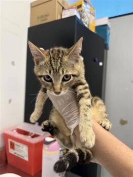 Domestic Short Hair Cats Available for Adoption in West Chester, Pennsylvania - Hillary | PetCurious