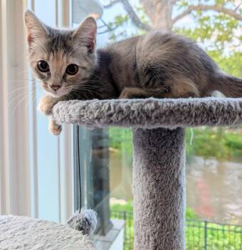 Anna -  Domestic Short Hair Cat for Adoption in Wheaton, Illinois - Anna | PetCurious