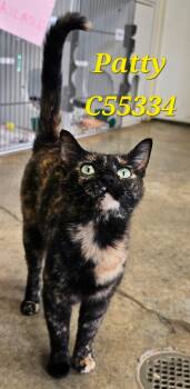 Patty -  Domestic Short Hair Cat for Adoption in Clarksville, Tennessee - Patty | PetCurious