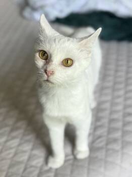 Rescue Domestic Short Hair Cats for Adoption in Harpers Ferry, West Virginia - Luna | PetCurious