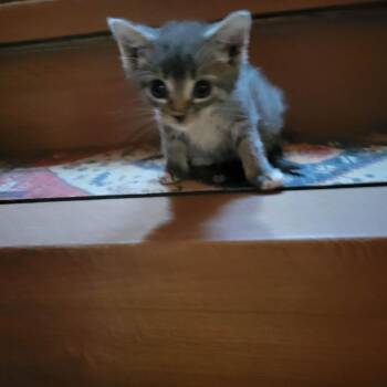 Gracie -  Domestic Short Hair and Mixed Breed Cat for Adoption in Spruce Pine, North Carolina - Gracie | PetCurious