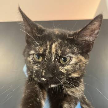 Zazu -  Domestic Short Hair Cat for Adoption in Ruckersville, Virginia - Zazu | PetCurious
