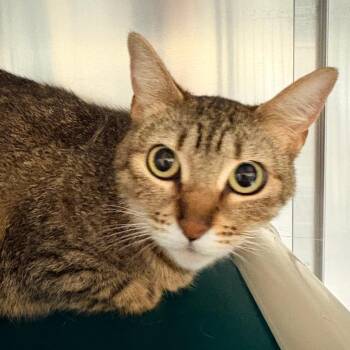 Domestic Short Hair Cats Available for Adoption in Concord, North Carolina - Sandy | PetCurious