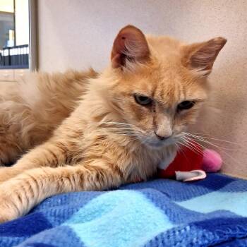 Cam -  Domestic Medium Hair Cat for Adoption in Lake Jackson, Texas - Cam | PetCurious