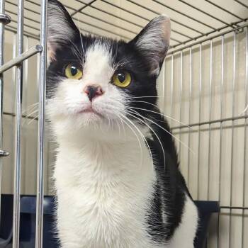 Rescue Domestic Short Hair Cats for Adoption in West Jefferson, Ohio - Venus | PetCurious