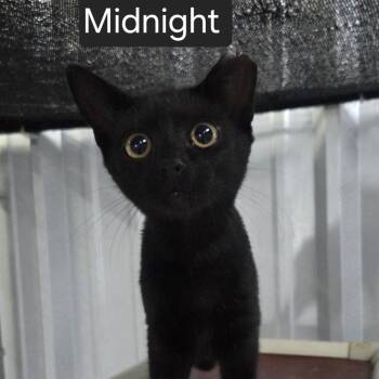 Midnight -  Domestic Short Hair Cat for Adoption in Snow Hill, North Carolina - Midnight | PetCurious