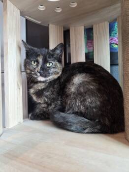 Domestic Short Hair Cats Available for Adoption - Word Search | PetCurious