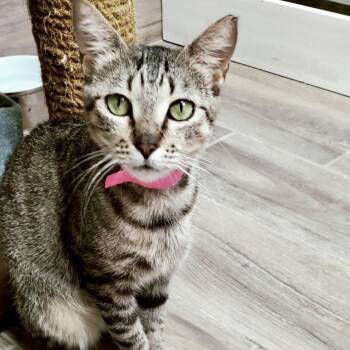 Ginny -  Domestic Short Hair Cat for Adoption in Lakeland, Florida - Ginny | PetCurious