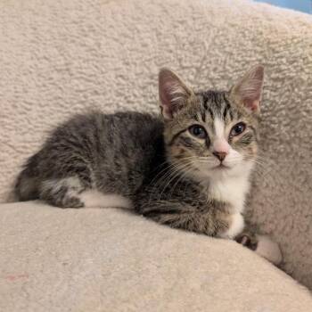 Ice Mountain -  Domestic Short Hair Cat for Adoption in Evanston, Illinois - Ice Mountain | PetCurious