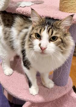 Lorelai -  Domestic Long Hair Cat for Adoption - Lorelai | PetCurious