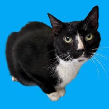 Domestic Short Hair Cats Available for Adoption in Tuscaloosa, Alabama - Jasper | PetCurious