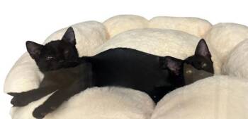 Betty - Companion To Barney -  Domestic Short Hair Cat for Adoption in Stratham, New Hampshire - Betty - Companion To Barney | PetCurious