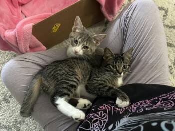 Rescue Domestic Short Hair Cats for Adoption in New Baltimore, Michigan - Amazon And Shein (bonded Sisters) | PetCurious