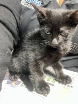 Shadow -  Domestic Short Hair Cat for Adoption in Daytona Beach, Florida - Shadow | PetCurious