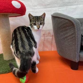 Rescue Domestic Short Hair Cats for Adoption in Red Wing, Minnesota - Benson | PetCurious